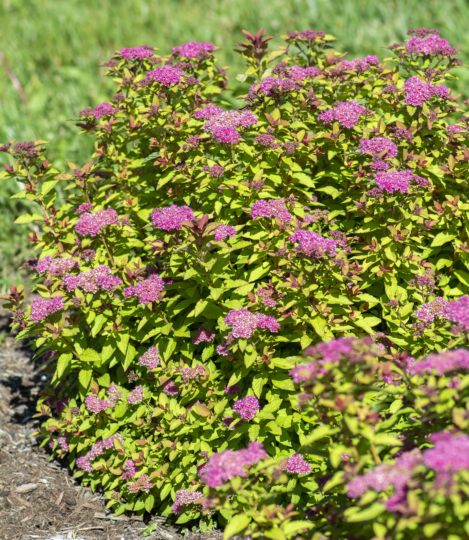 Empire® Northern Lights™ Spiraea