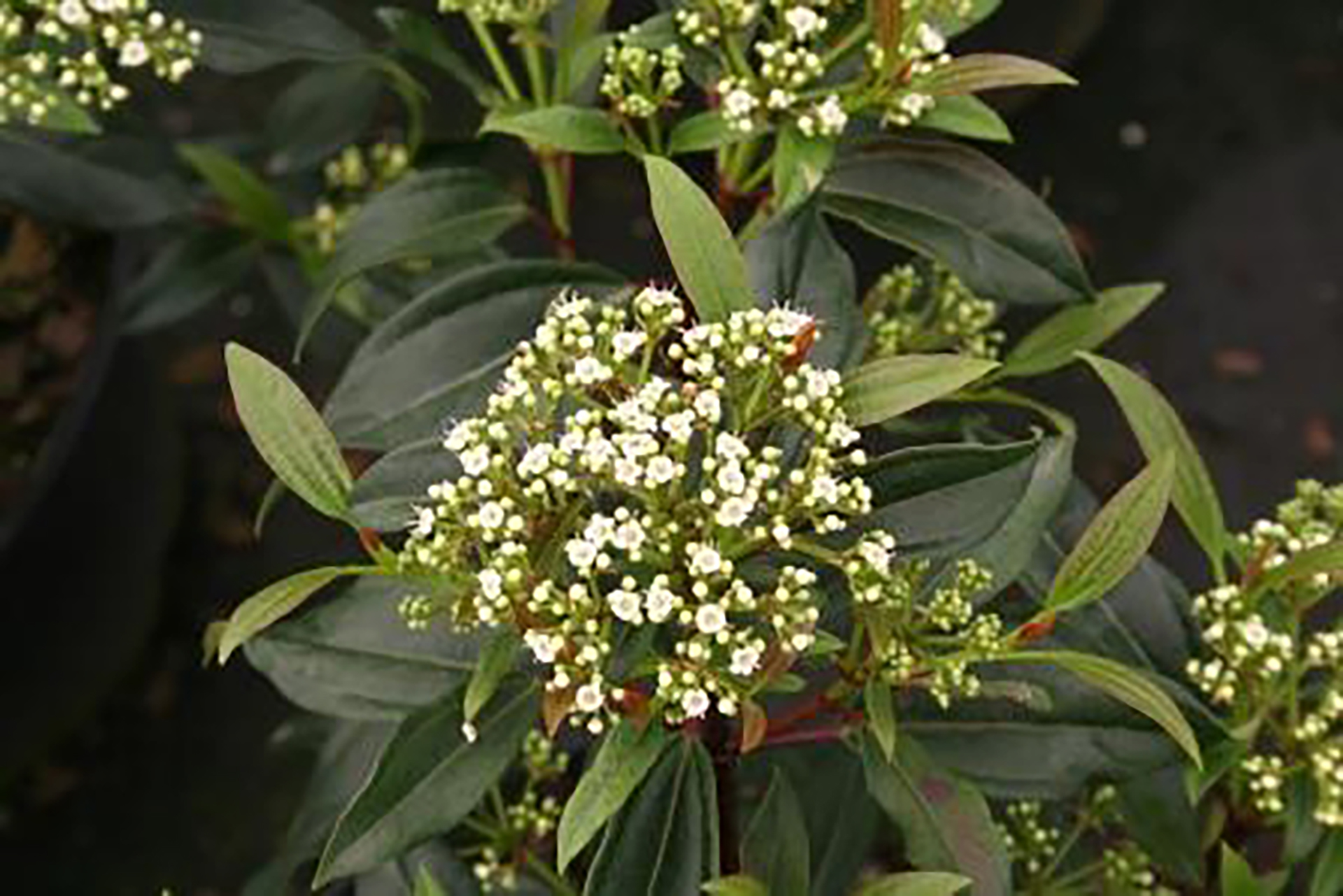 Moonlit Lace® Viburnum - Image 4