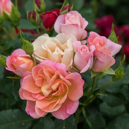 Sunblaze® Peach