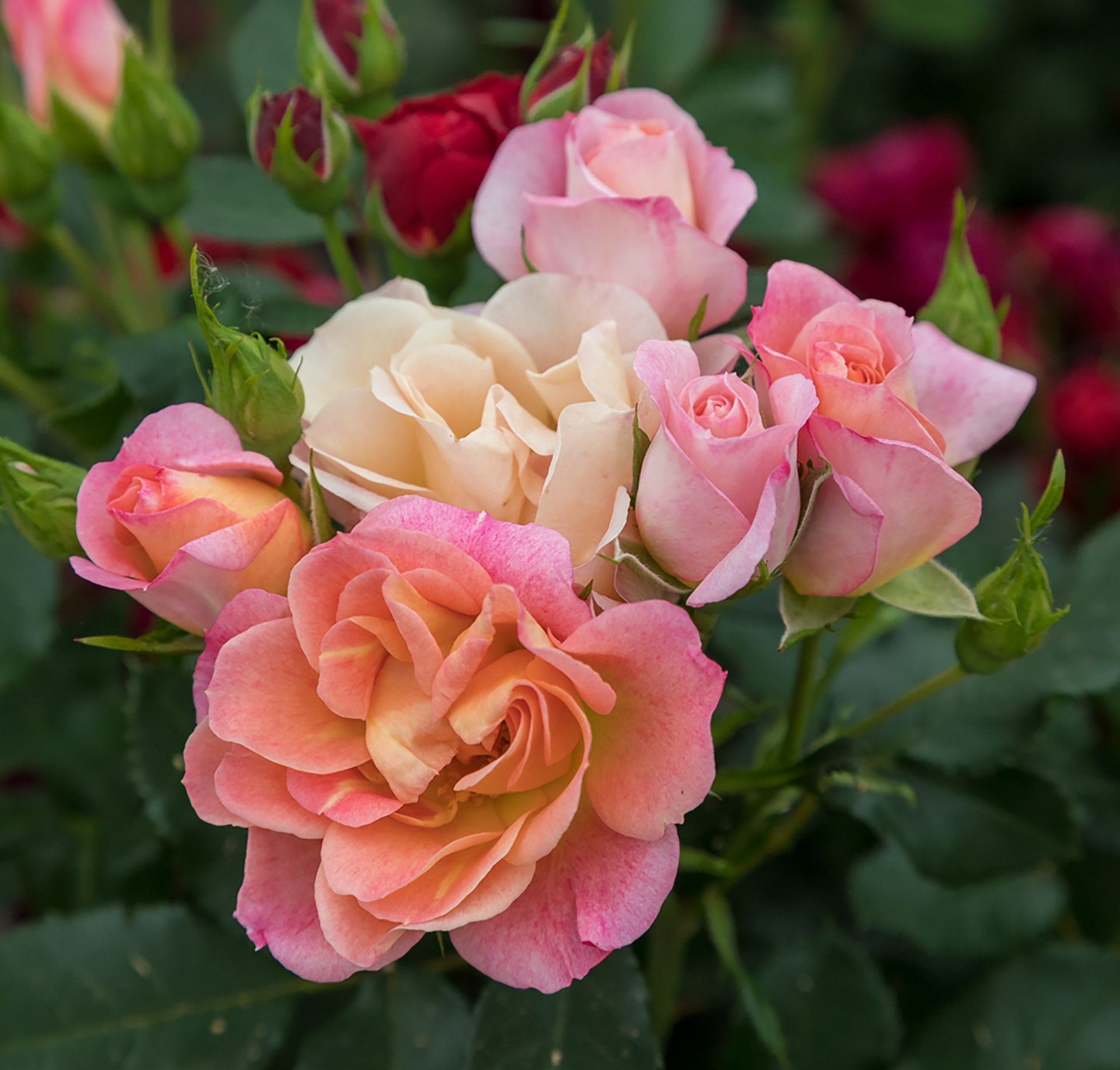 Sunblaze® Peach