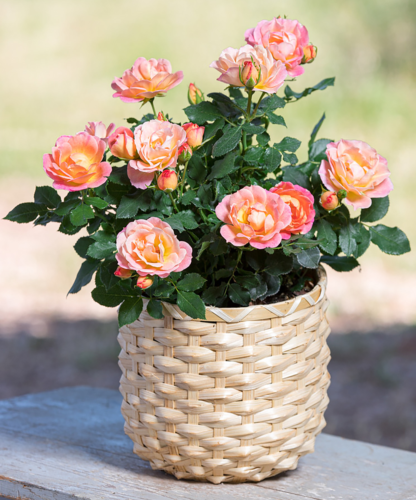 Sunblaze® Peach - Image 4