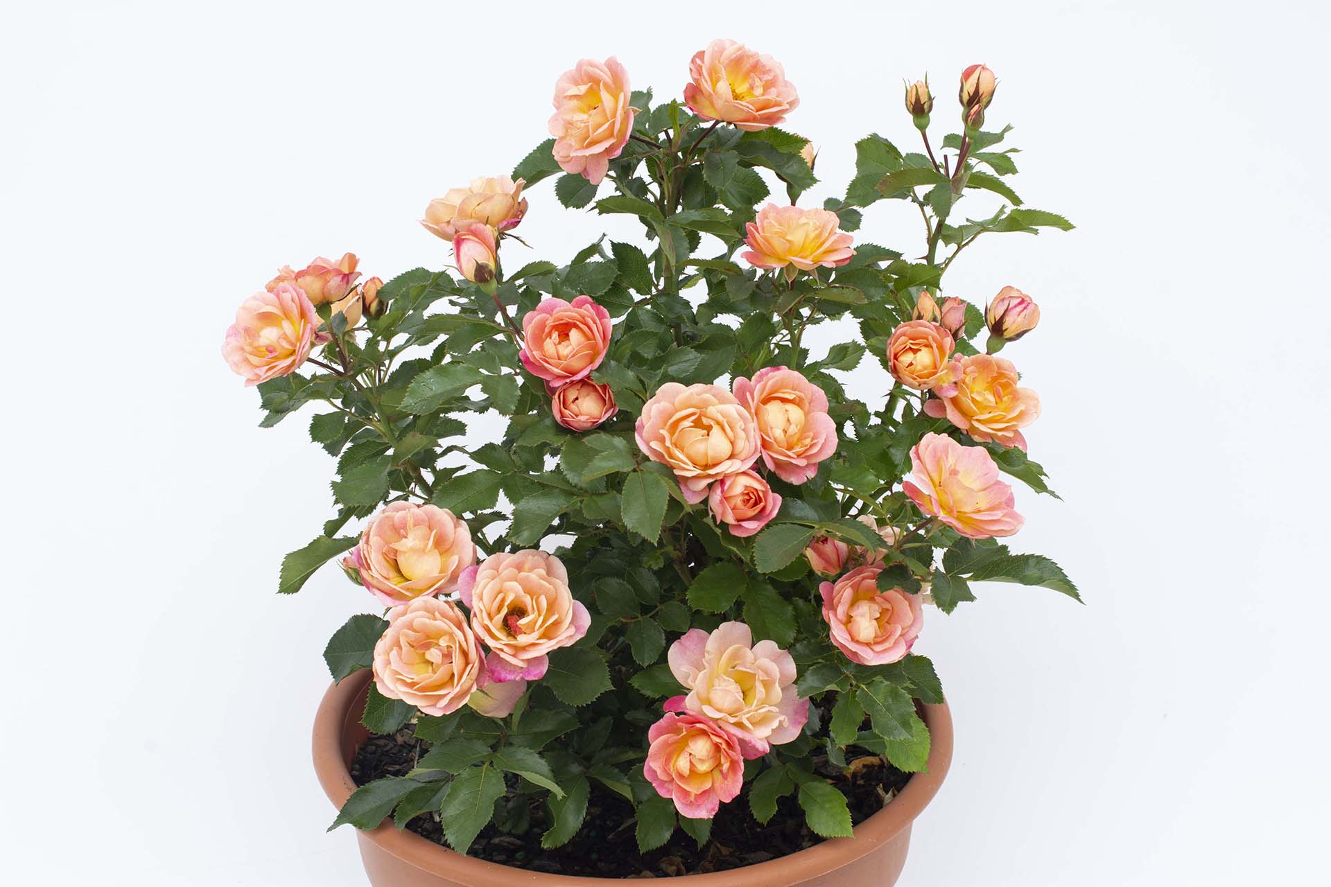 Sunblaze® Peach - Image 3