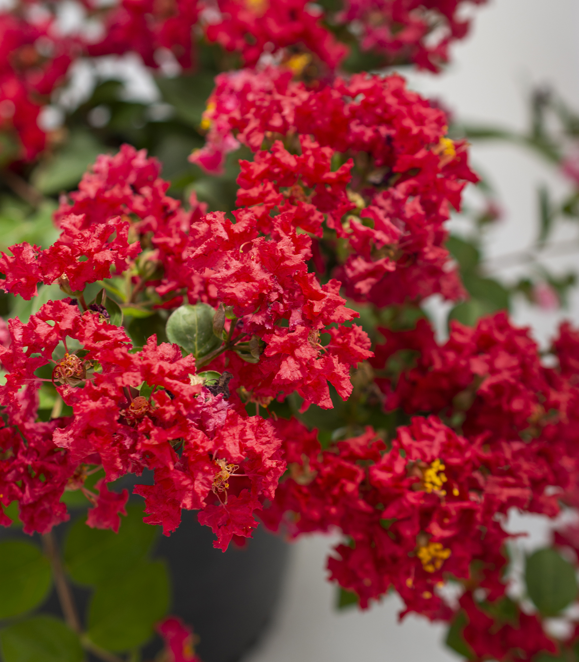 Bellini® Shrub Myrtle™ Strawberry Lagerstroemia - Image 3