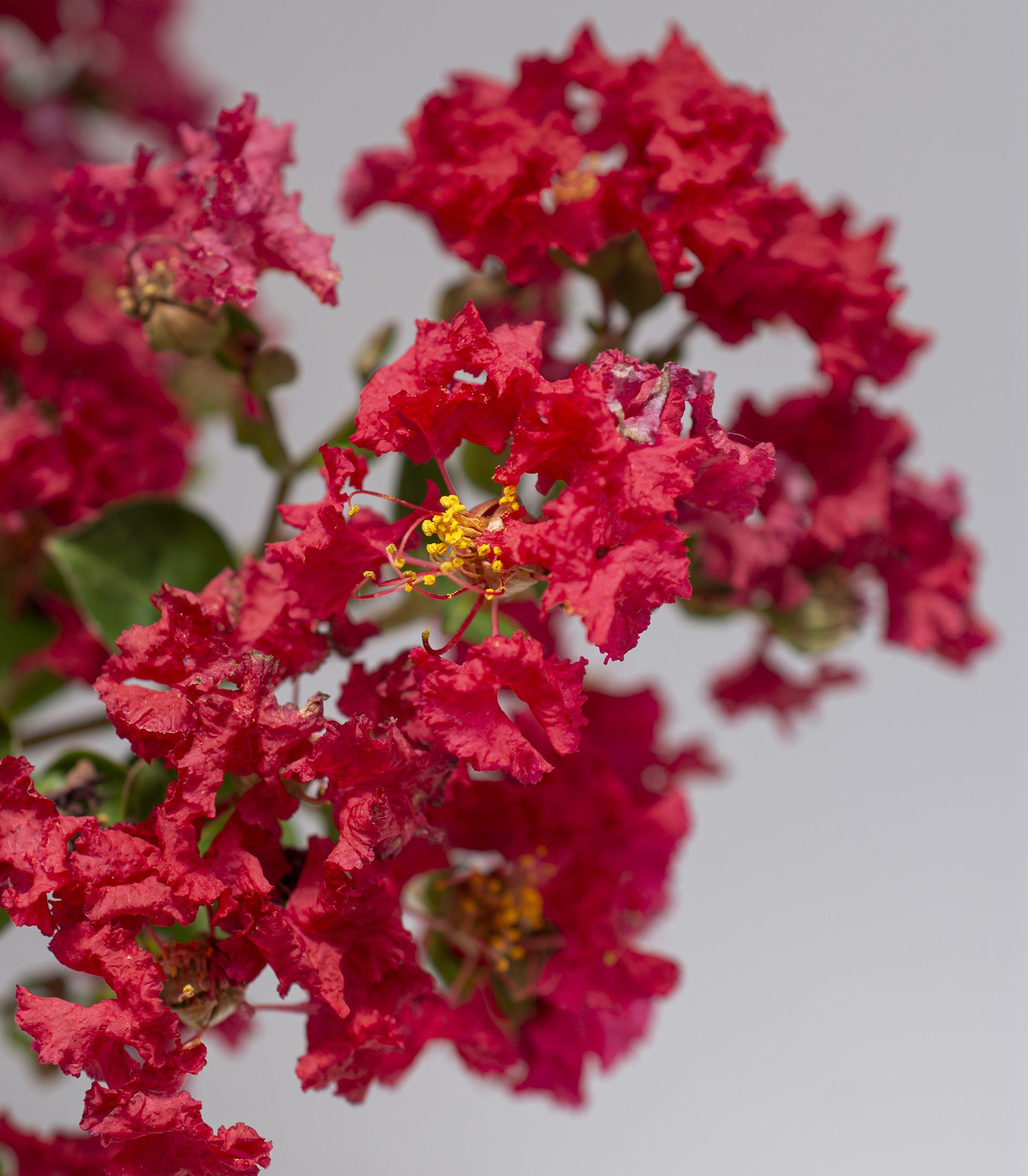Bellini® Shrub Myrtle™ Strawberry Lagerstroemia - Image 4