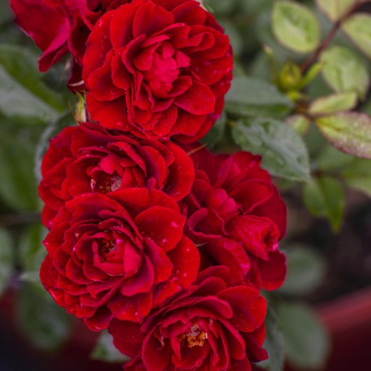 Sunblaze® Red