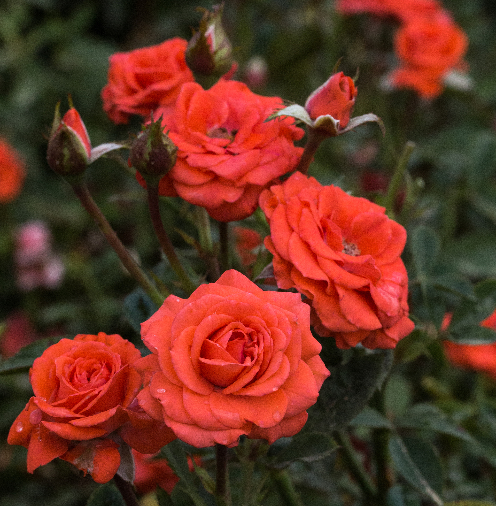 Sunblaze® Salmon - Image 3
