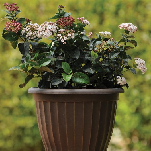 Shades of Pink™ Viburnum