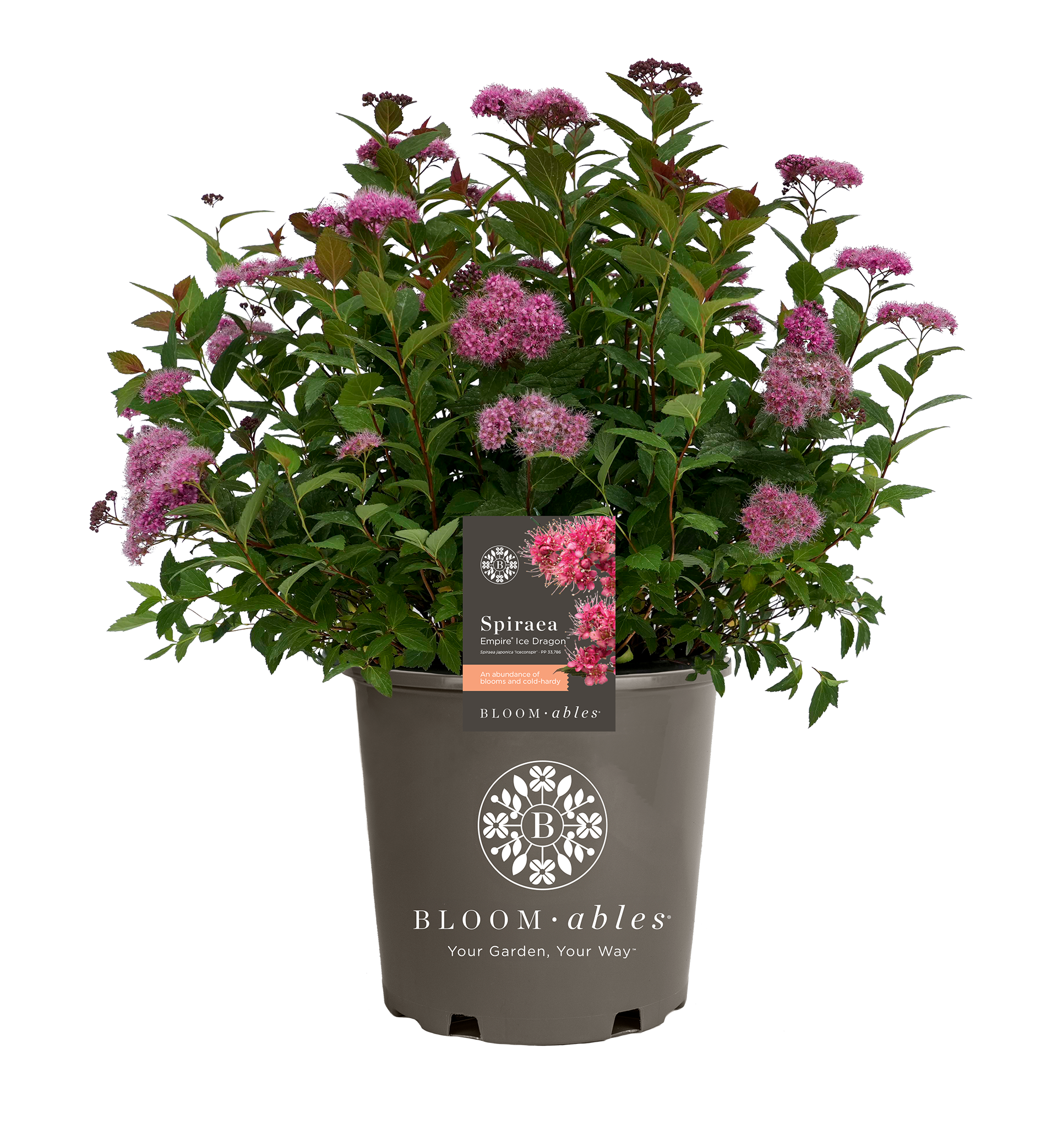 Empire® Ice Dragon™ Spiraea - Image 2