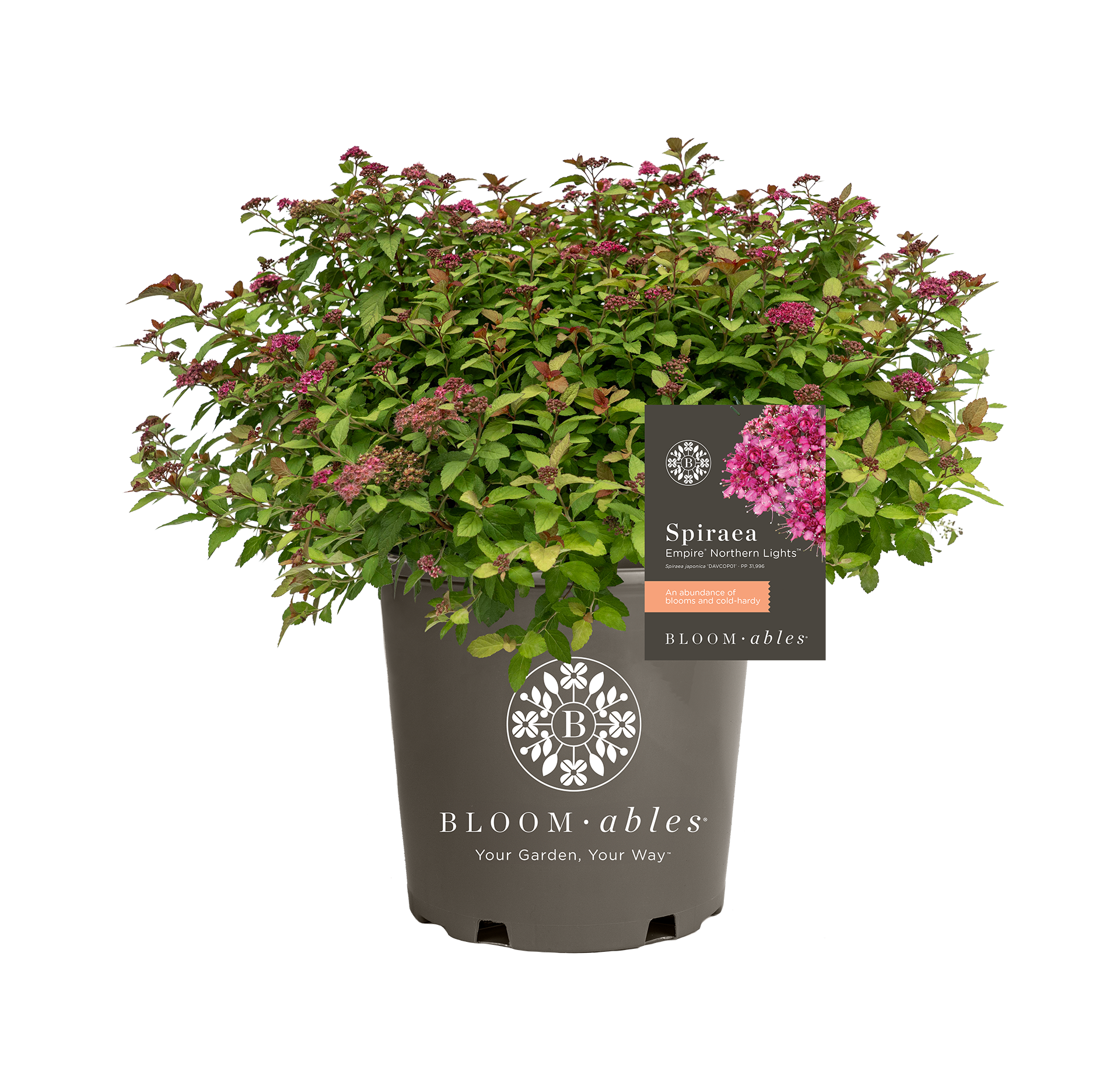 Empire® Northern Lights™ Spiraea - Image 2