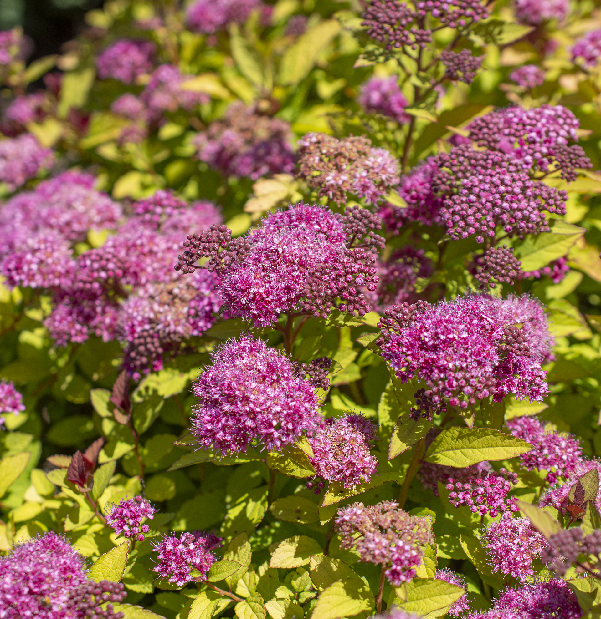 Empire® Northern Lights™ Spiraea - Image 4