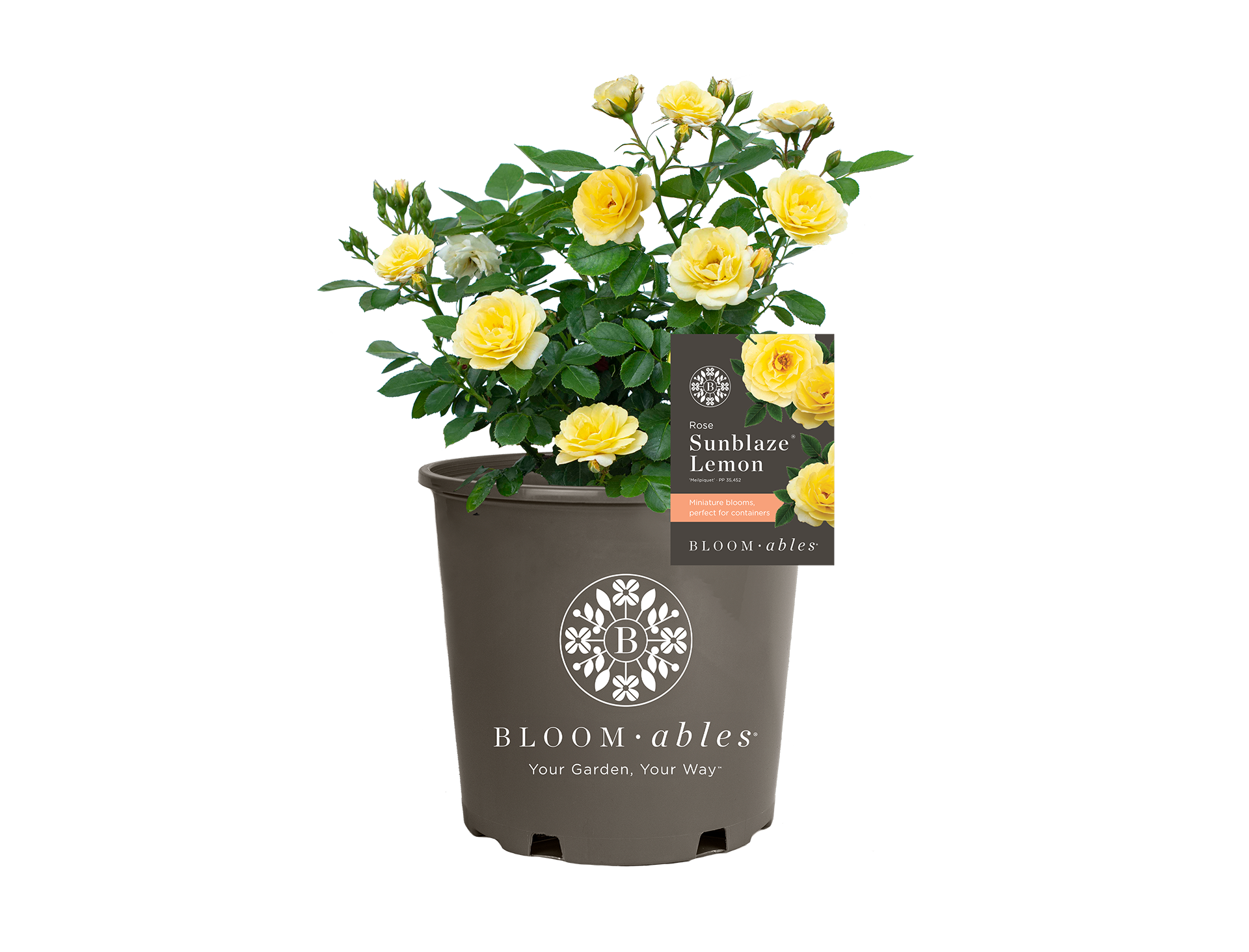 Sunblaze® Lemon - Image 2