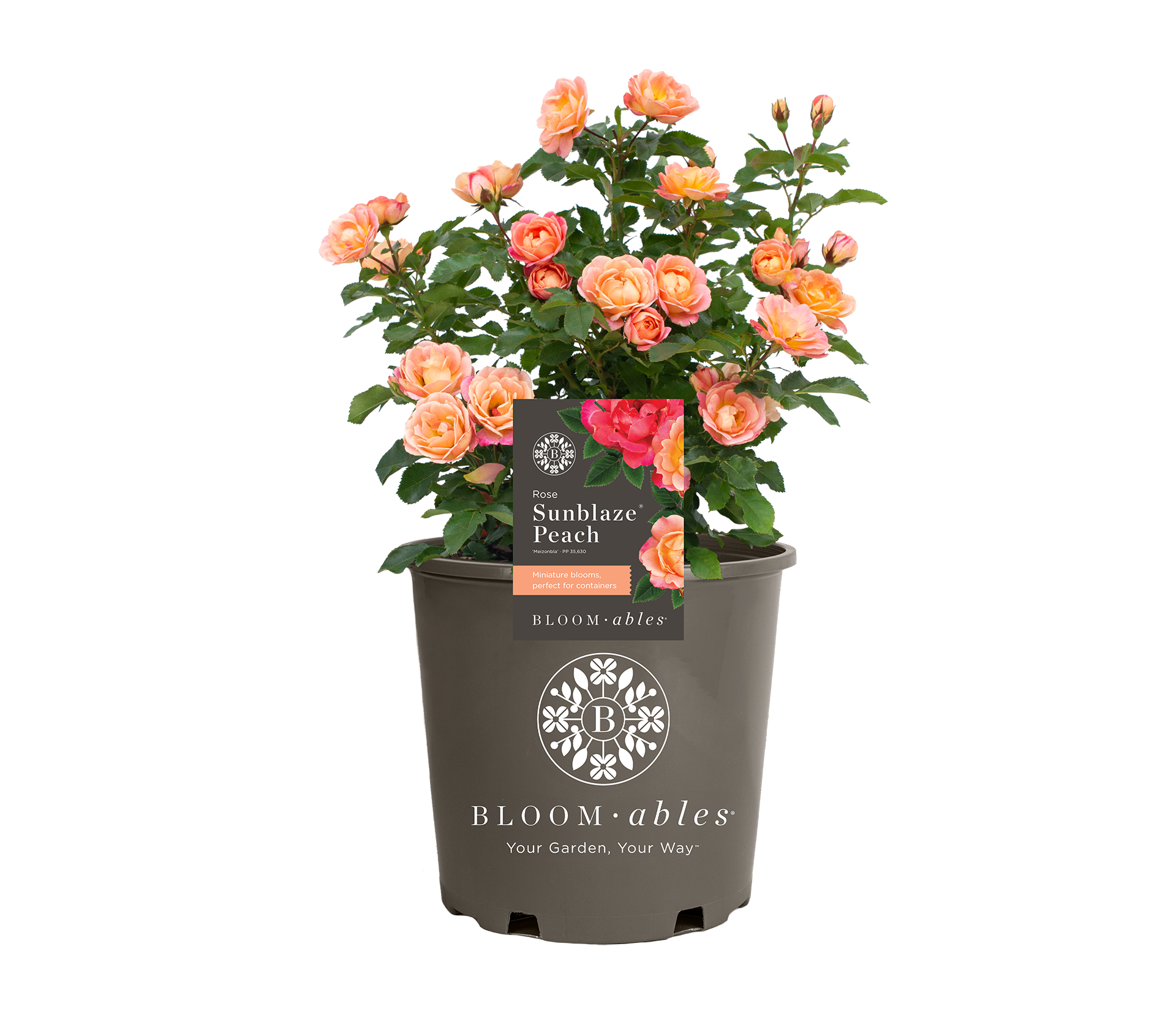 Sunblaze® Peach - Image 2