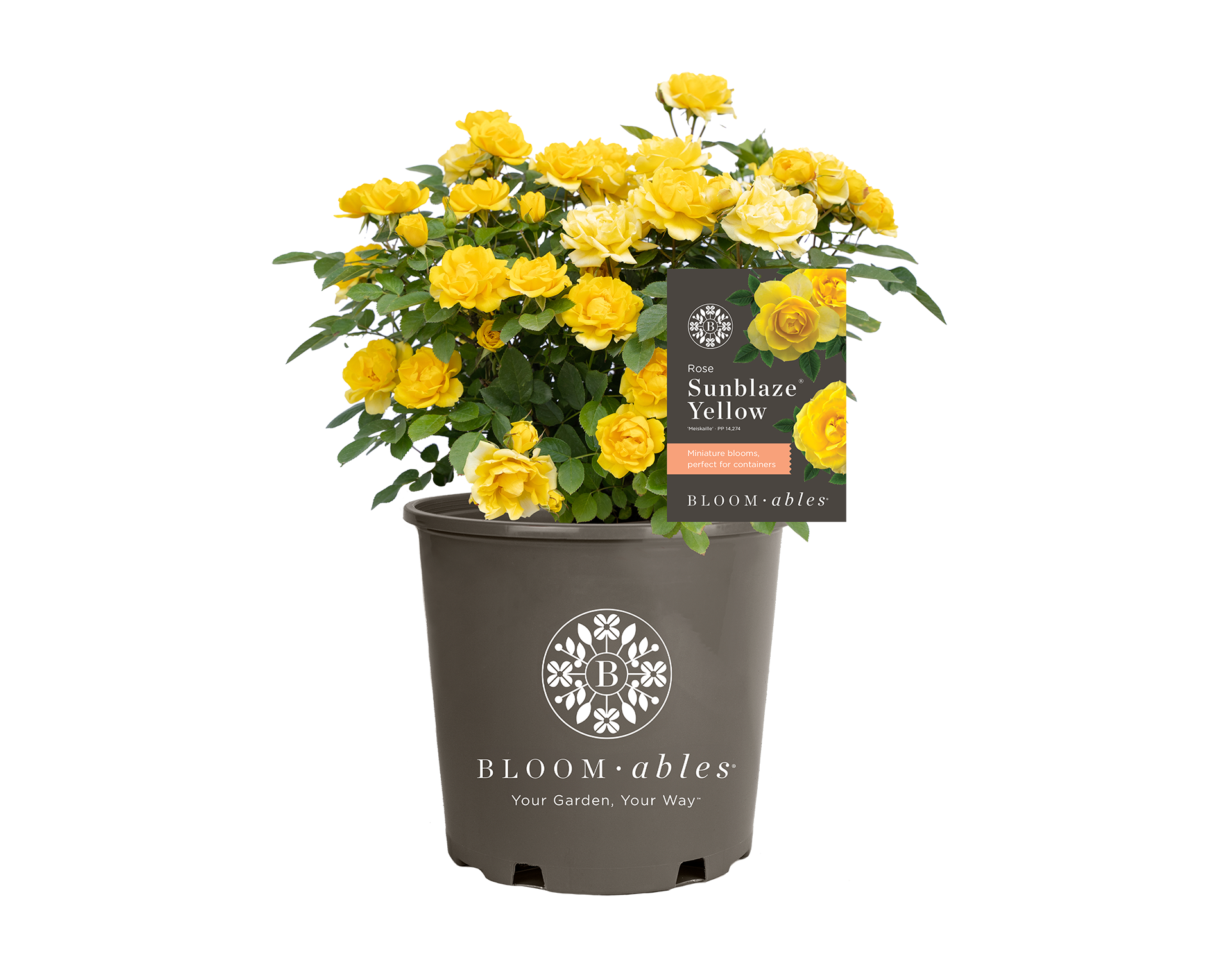 Sunblaze® Yellow - Image 2