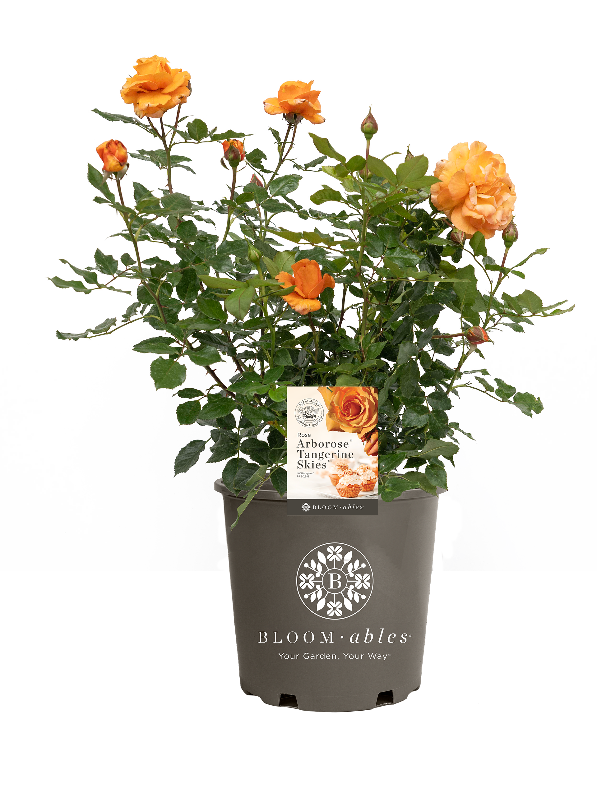 Arborose® Tangerine Skies™ - Image 2