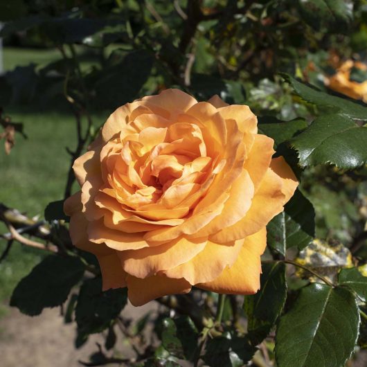 Arborose® Tangerine Skies™