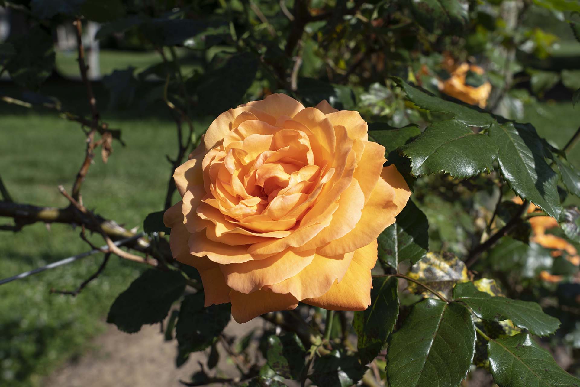 Arborose® Tangerine Skies™