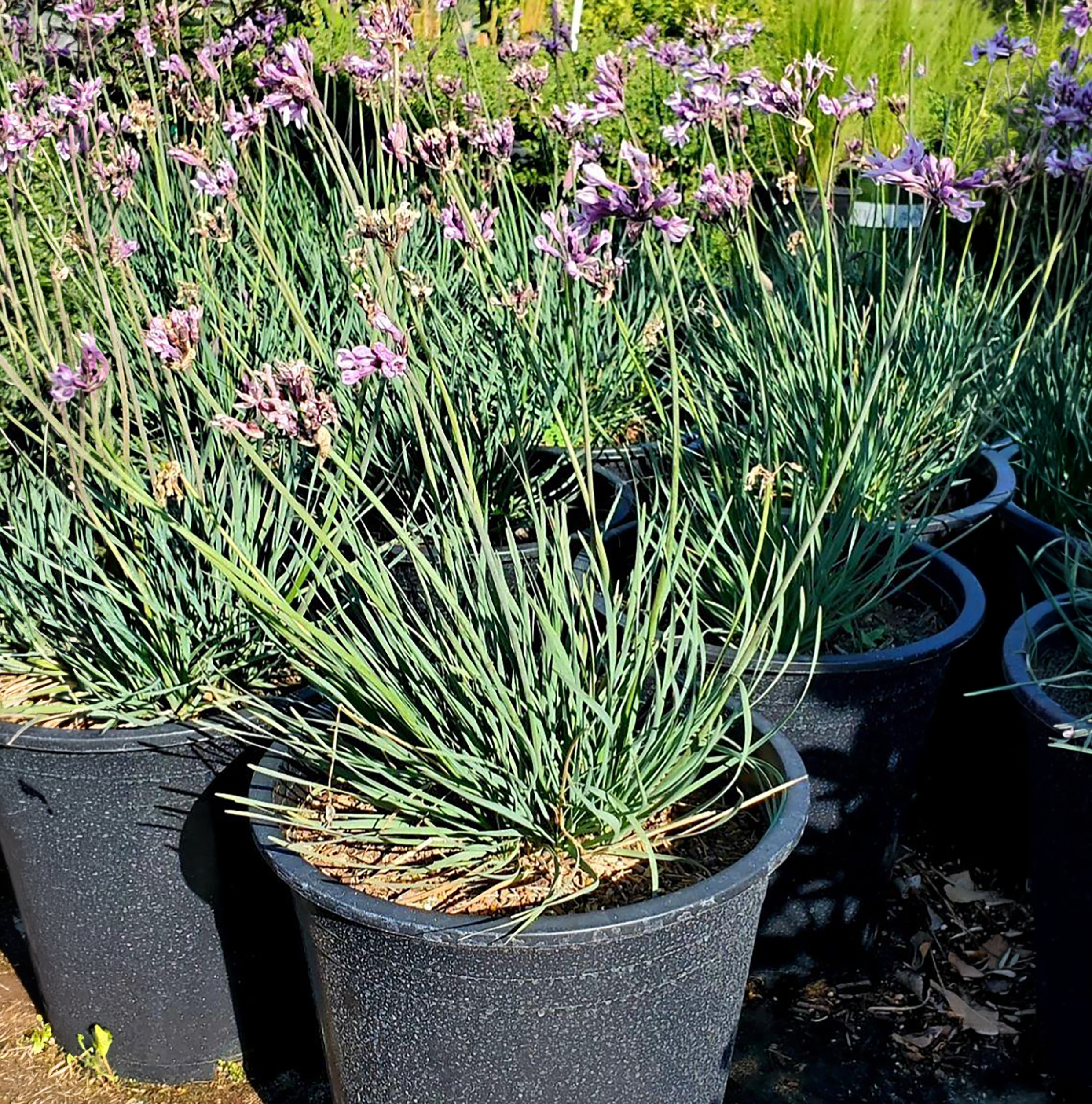 Tulbaghia 'Ashanti' - Image 2