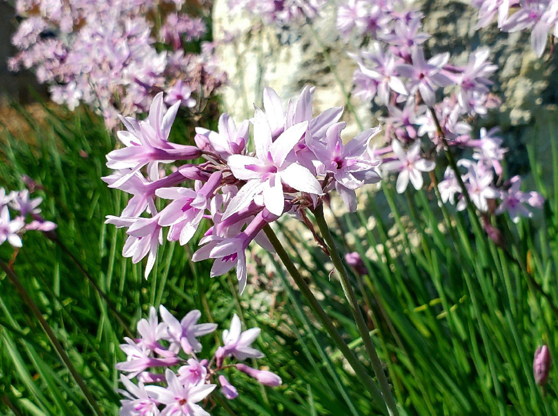 Tulbaghia 'Ashanti' - Image 3