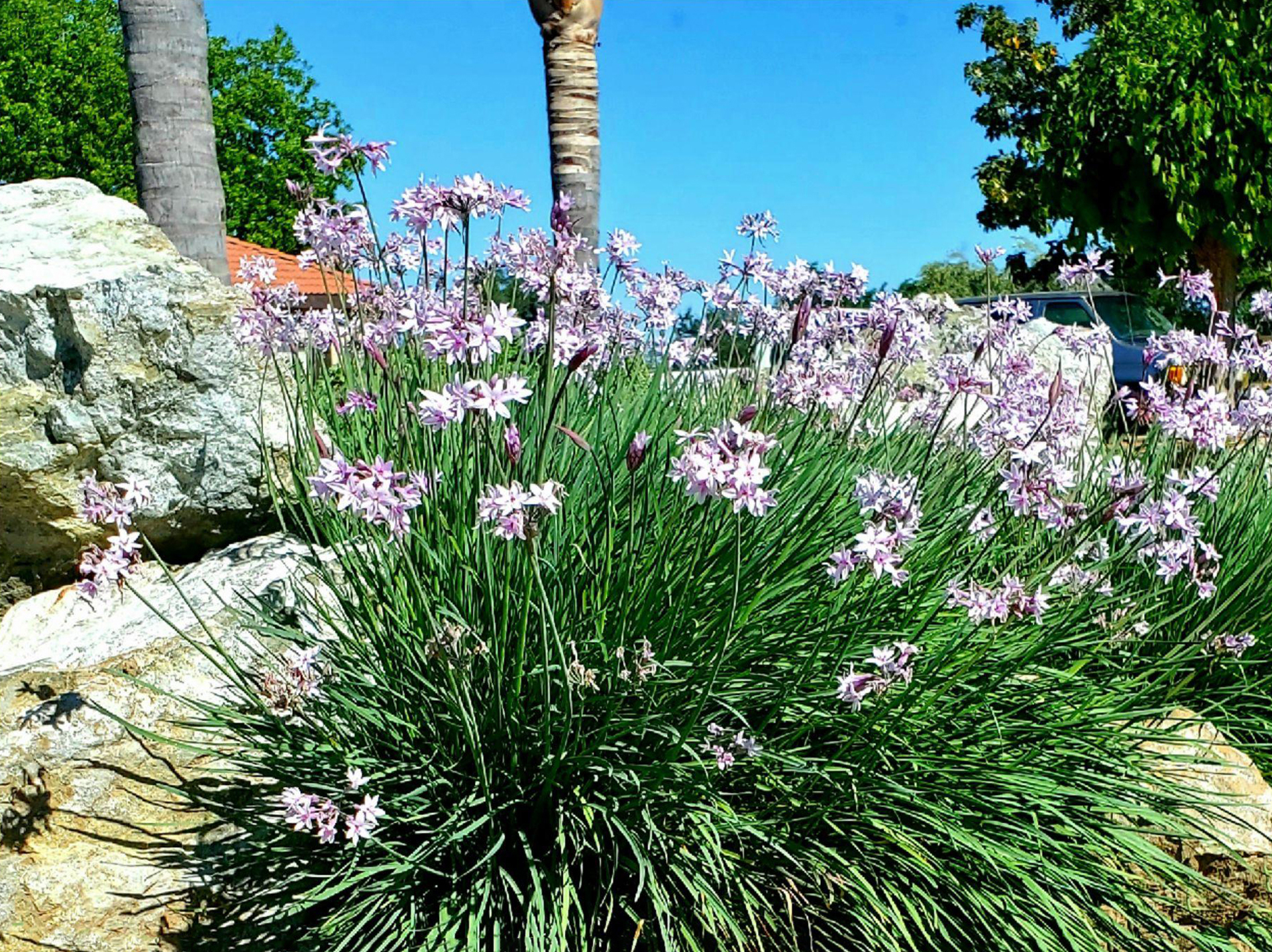 Tulbaghia 'Ashanti' - Image 4