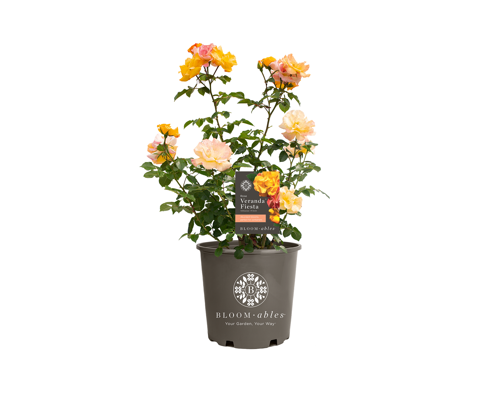 Veranda® Fiesta - Image 2