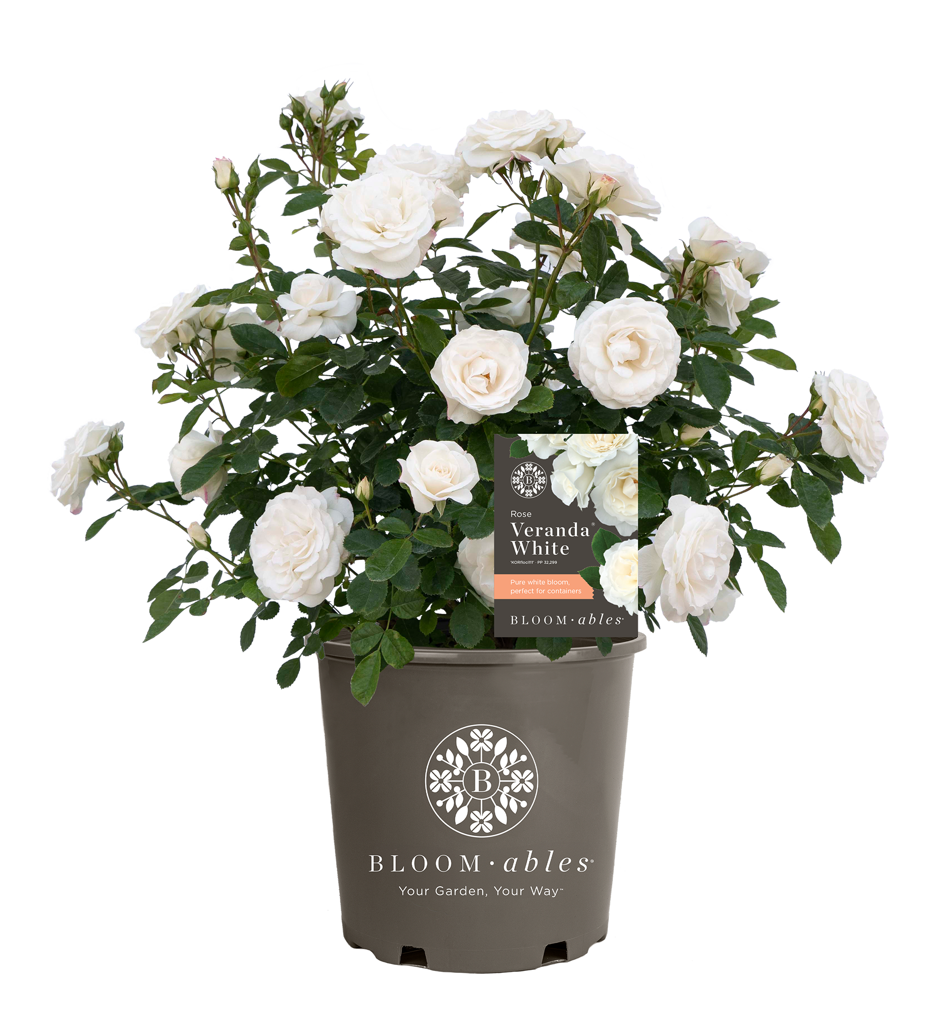 Veranda® White - Image 2