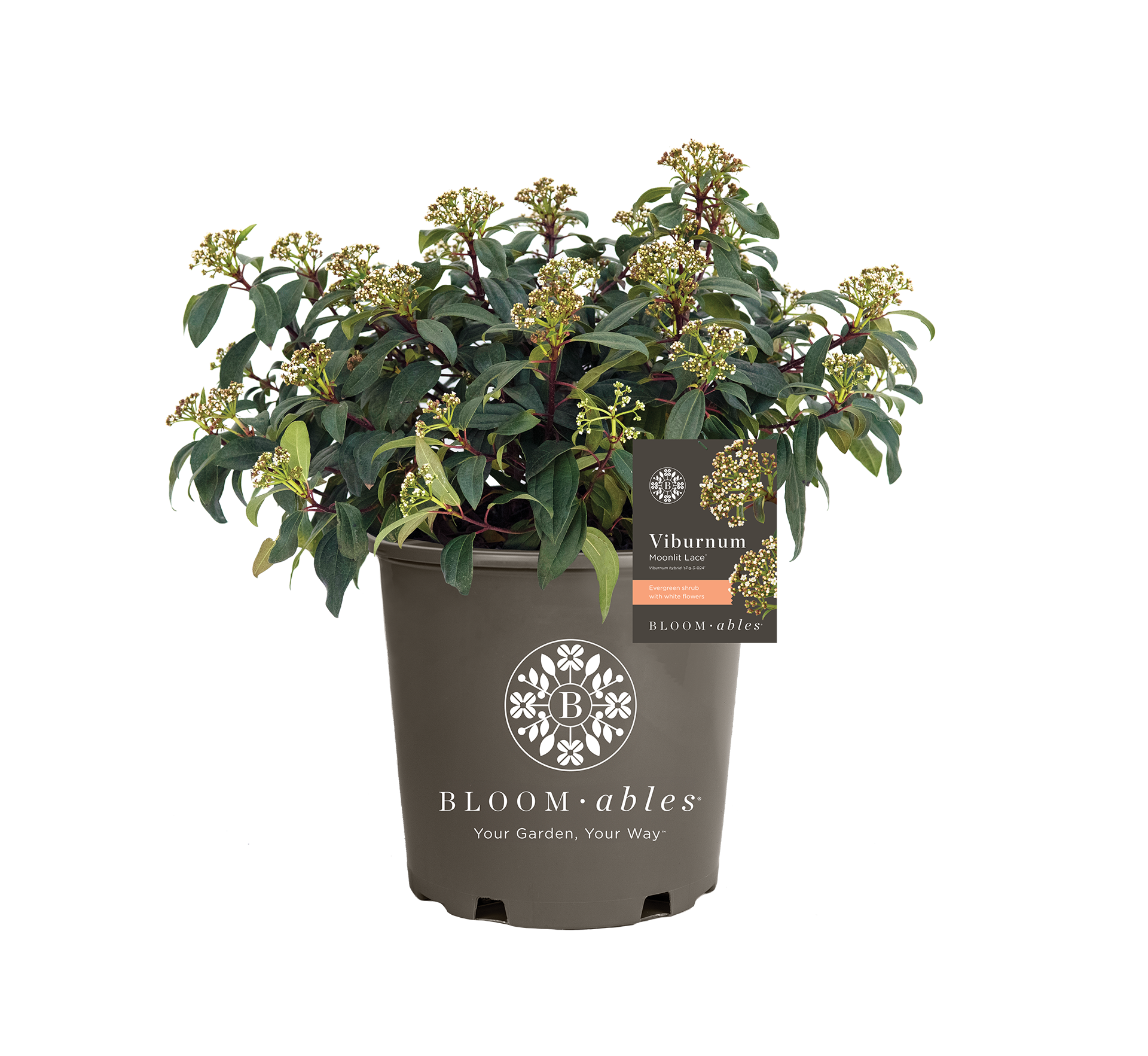Moonlit Lace® Viburnum - Image 2