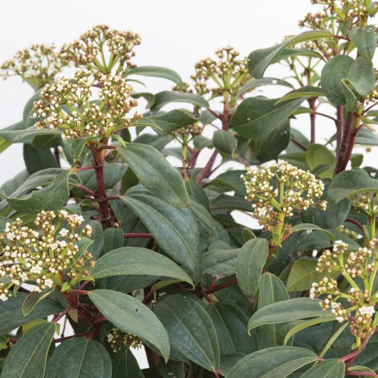 Moonlit Lace&reg; Viburnum
