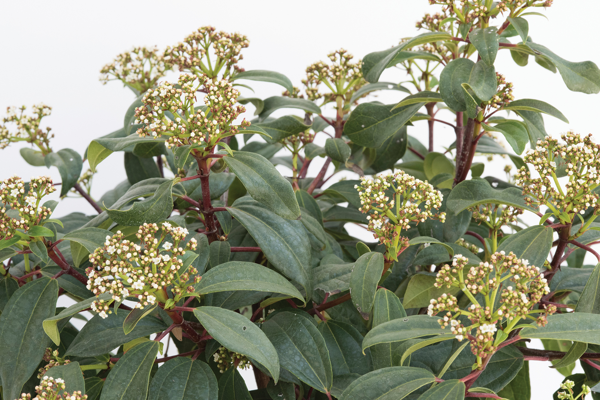 Moonlit Lace® Viburnum