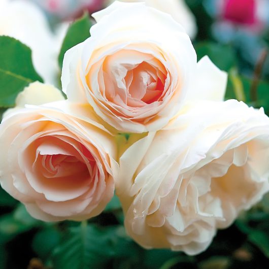 Eden Climber® White