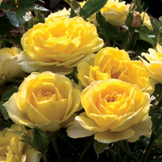 Sunblaze® Yellow
