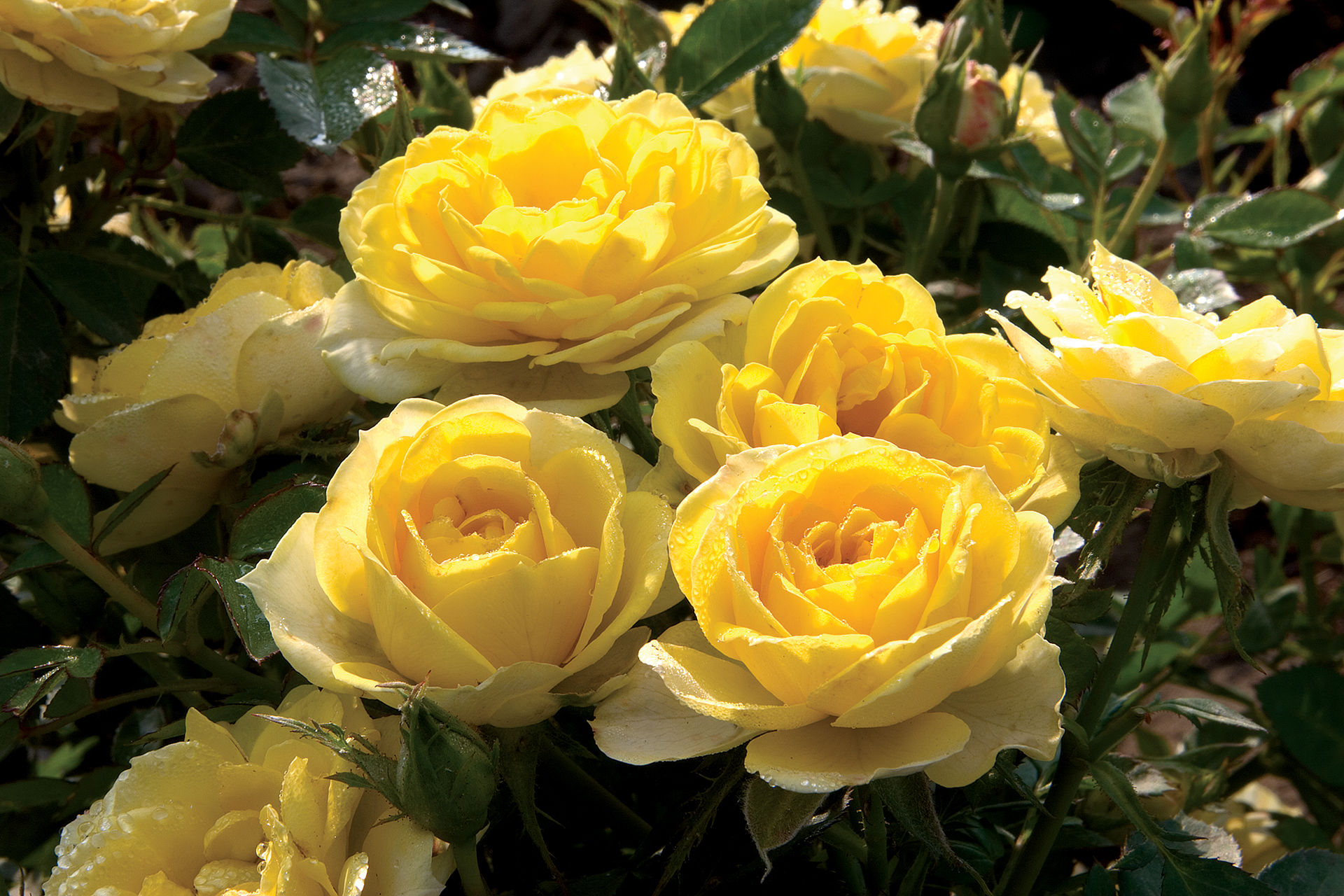 Sunblaze® Yellow