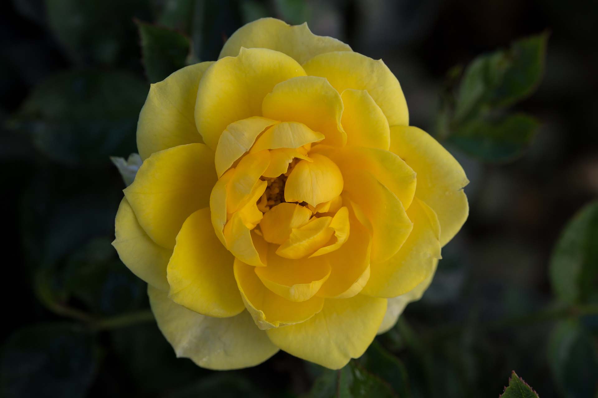 Sunblaze® Yellow - Image 3