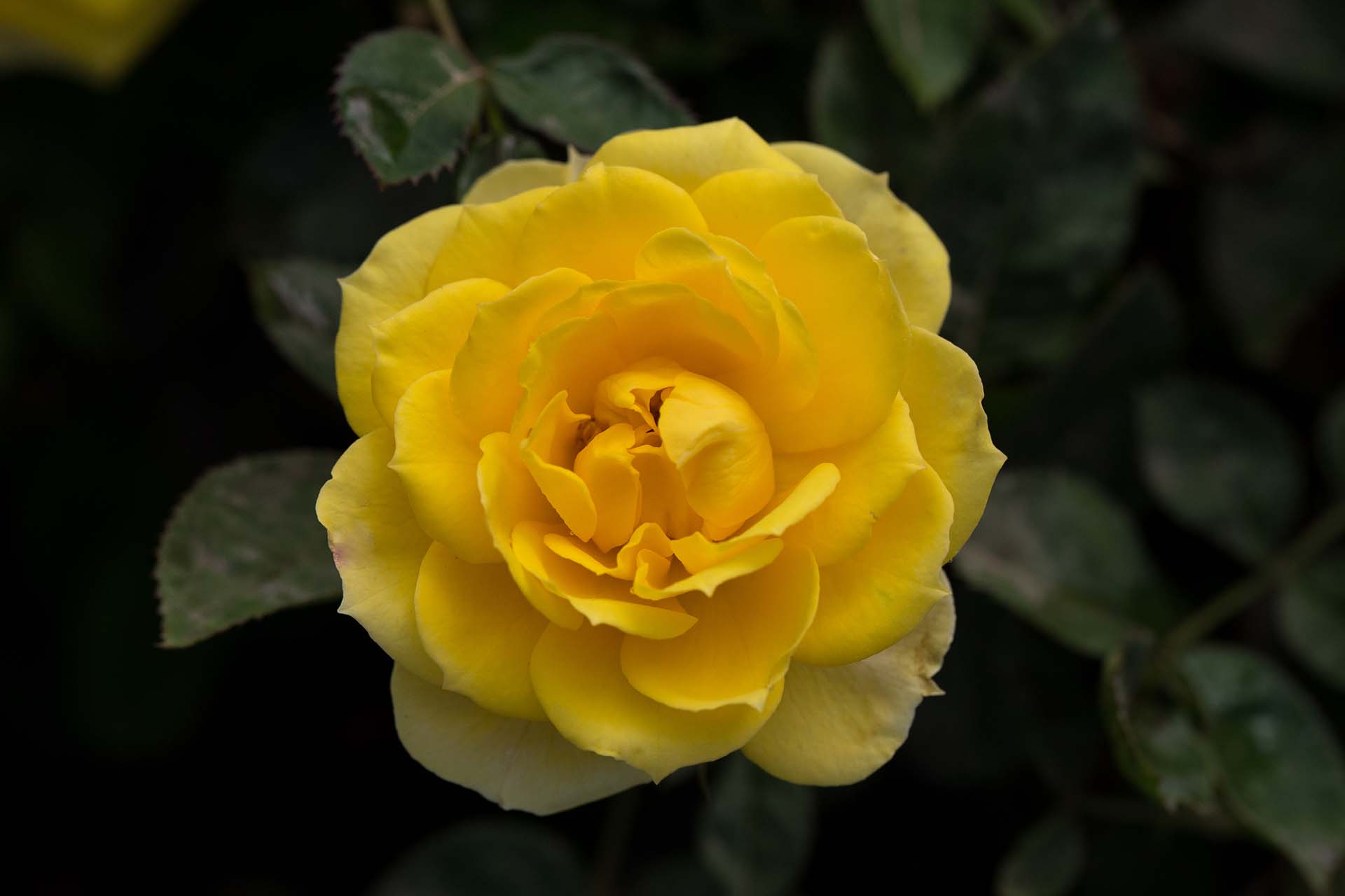 Sunblaze® Yellow - Image 4