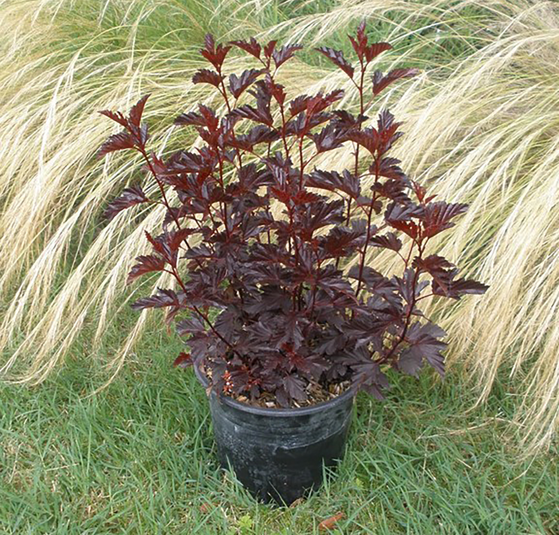 Black Jack™ Physocarpus - Image 2