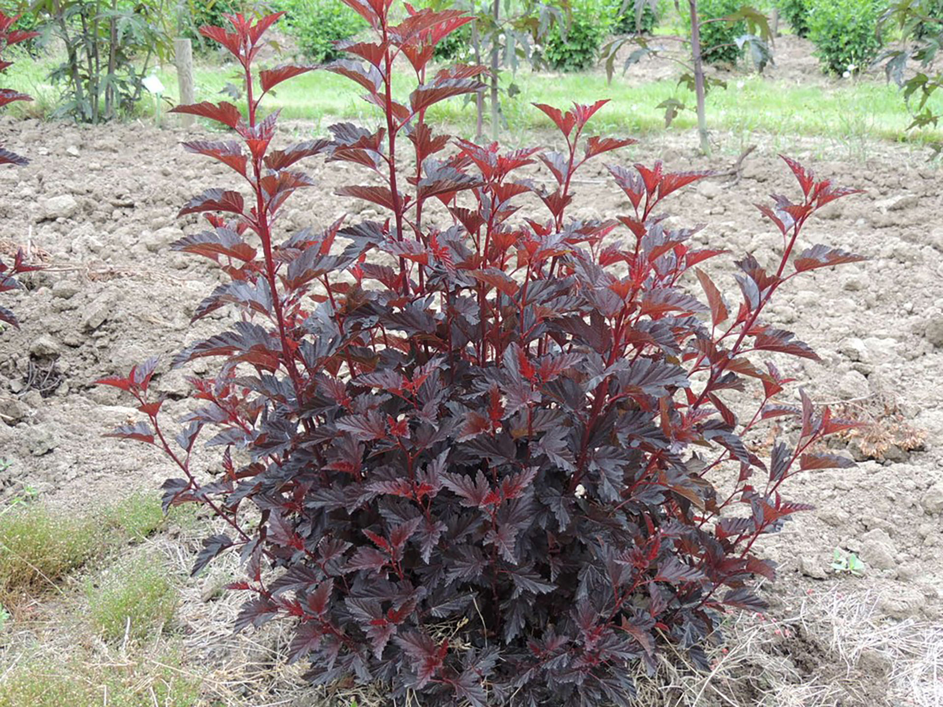 Black Jack™ Physocarpus - Image 4