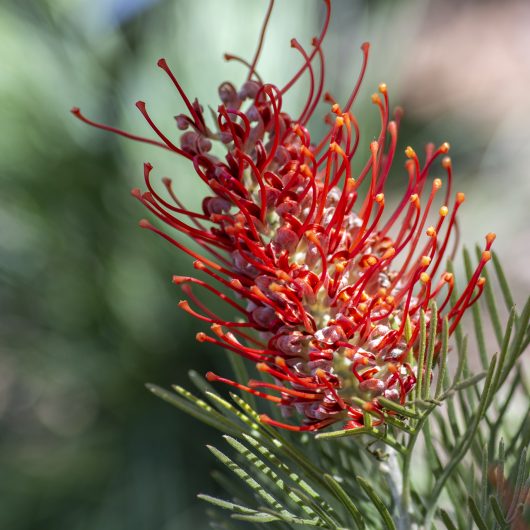 Grevillea ‘Kings Fire'