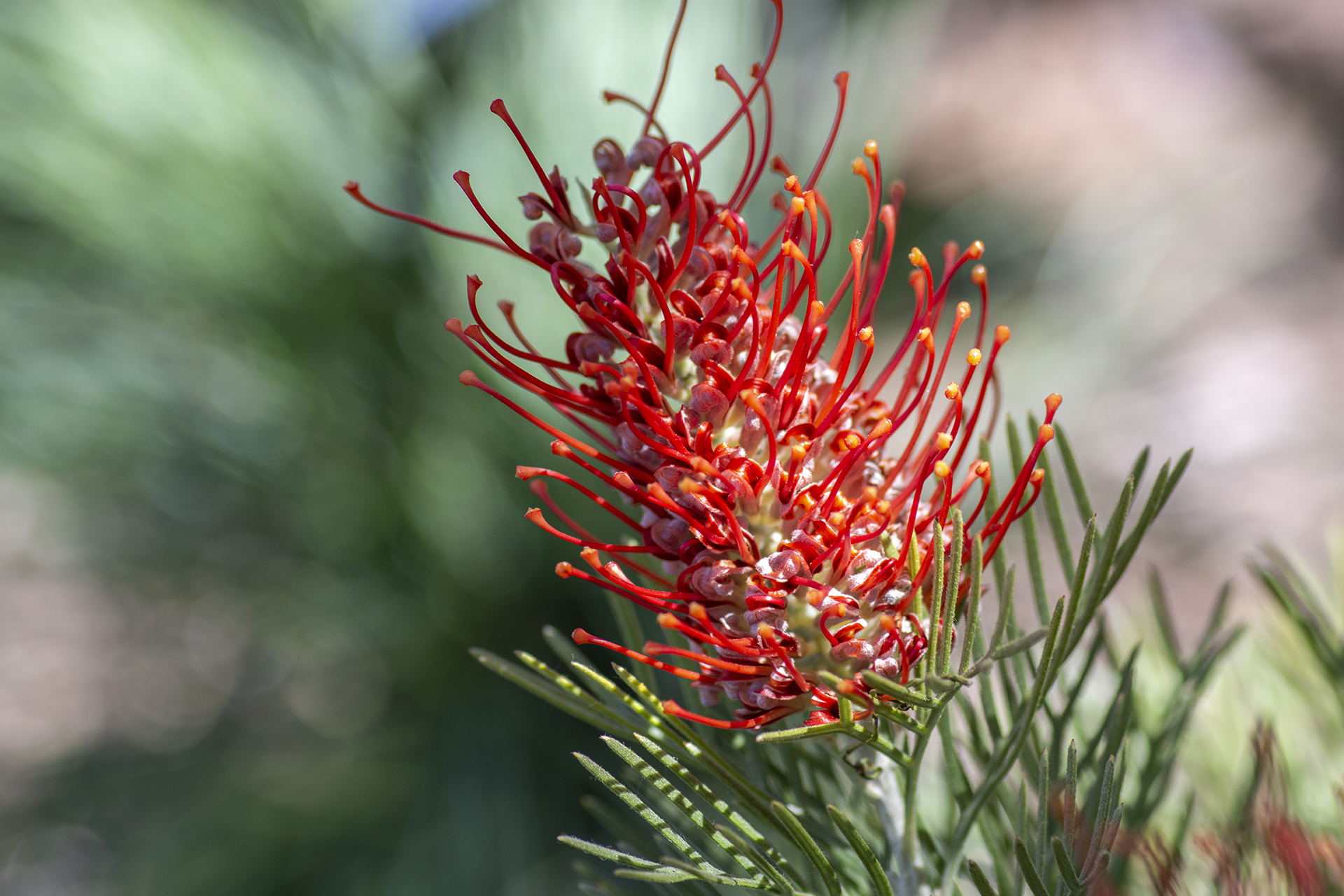 Grevillea ‘Kings Fire'