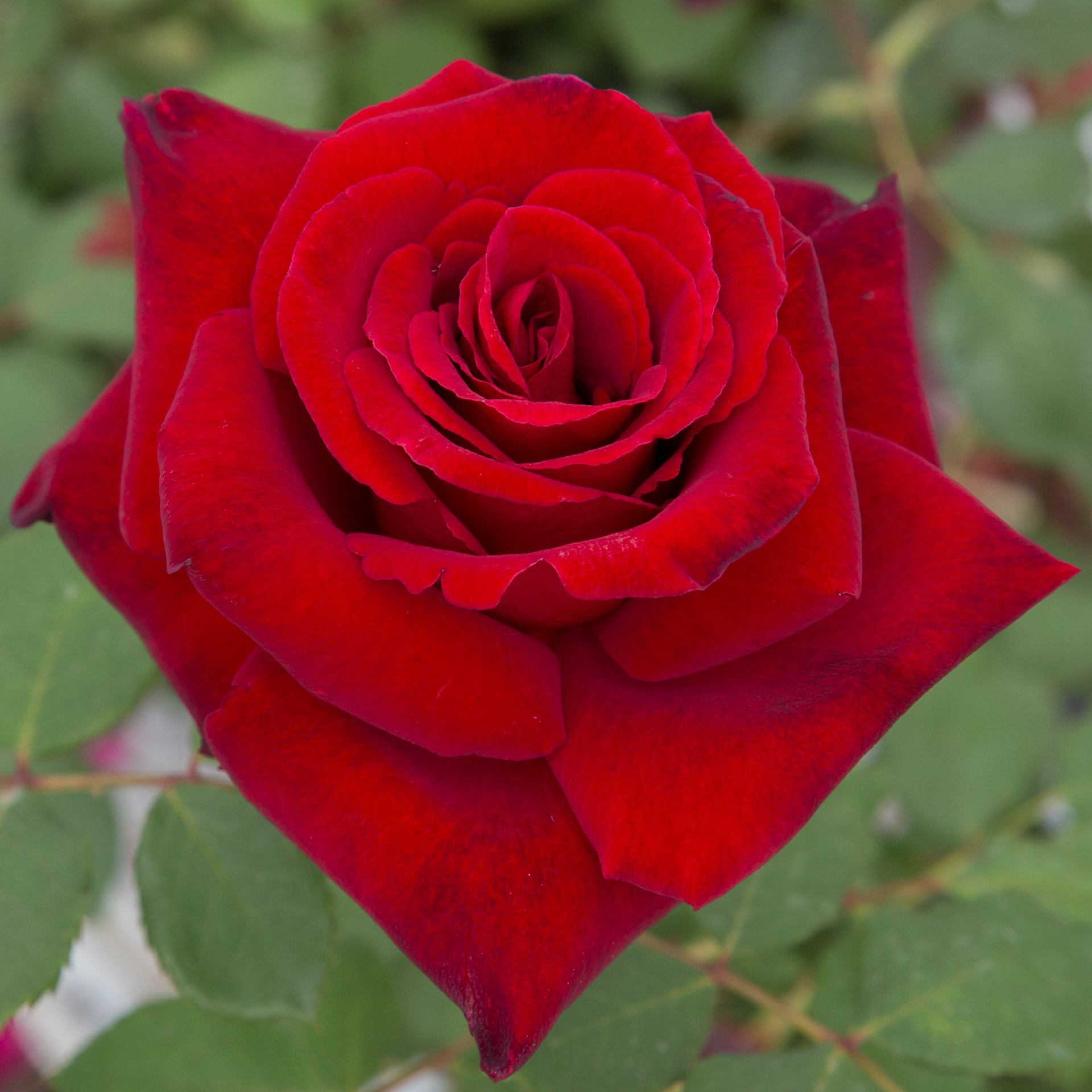 Love's Promise™ - Image 2