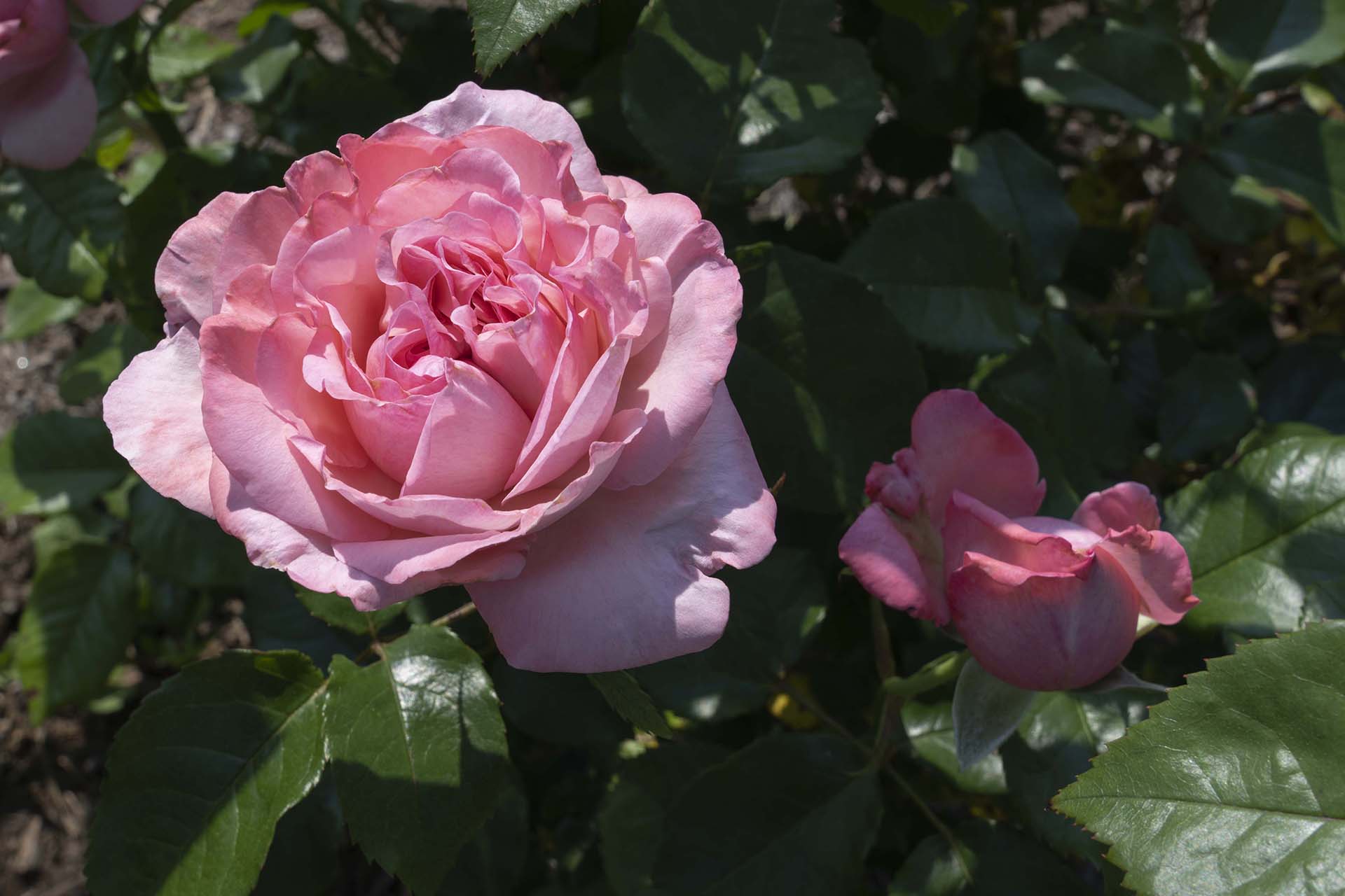 Romantica® Ball Gown™ | Bloomables
