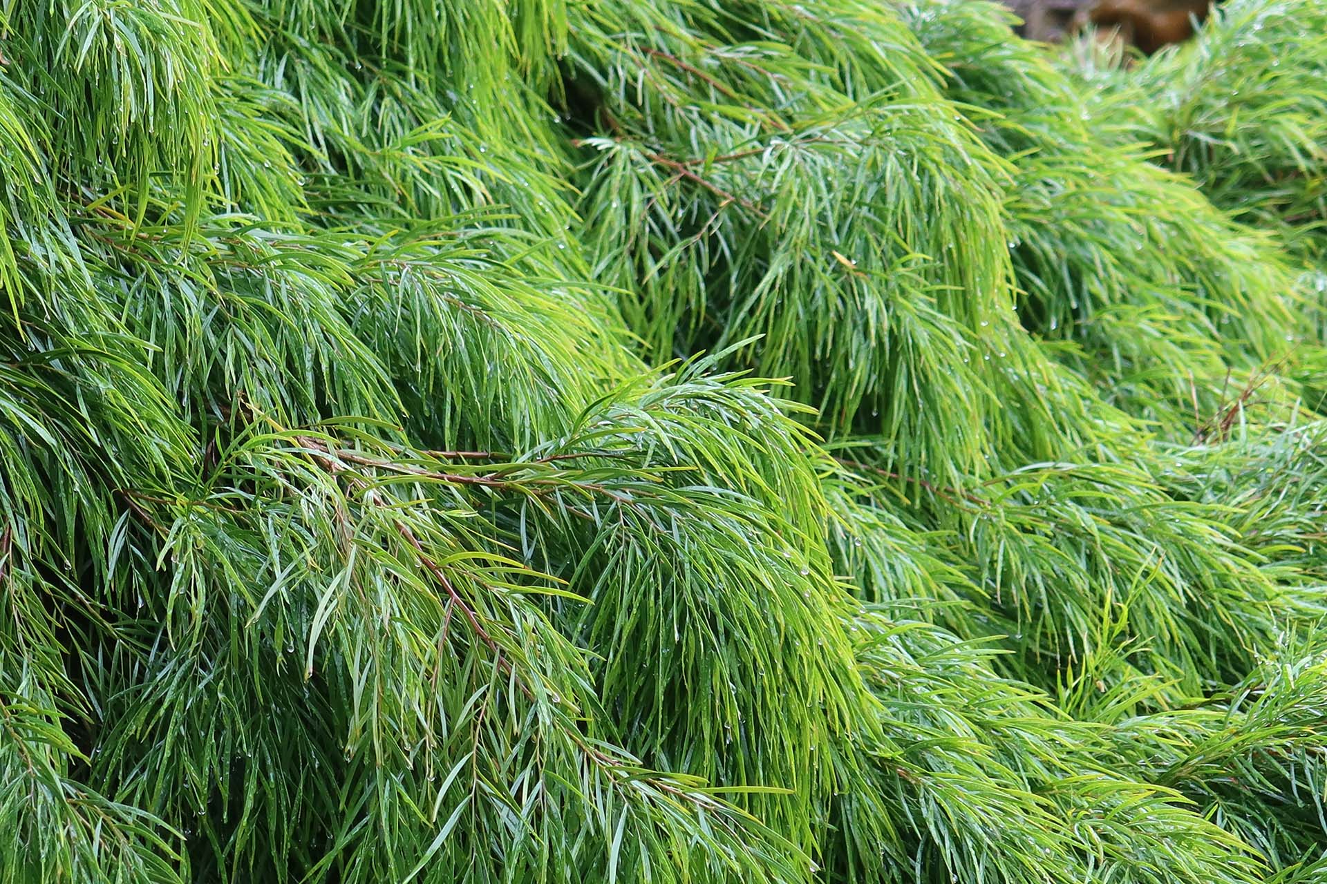 Acacia Cousin Itt - Image 2