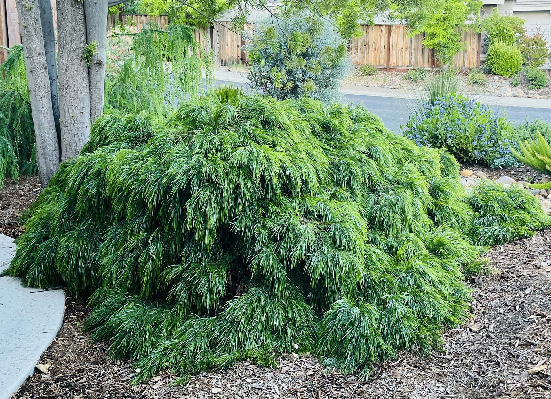 Acacia Cousin Itt - Image 4