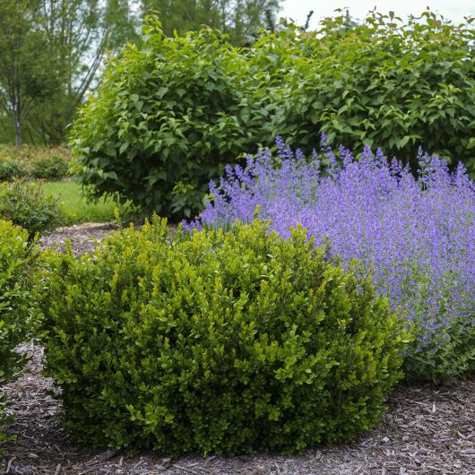 Buxus ‘Little Missy’