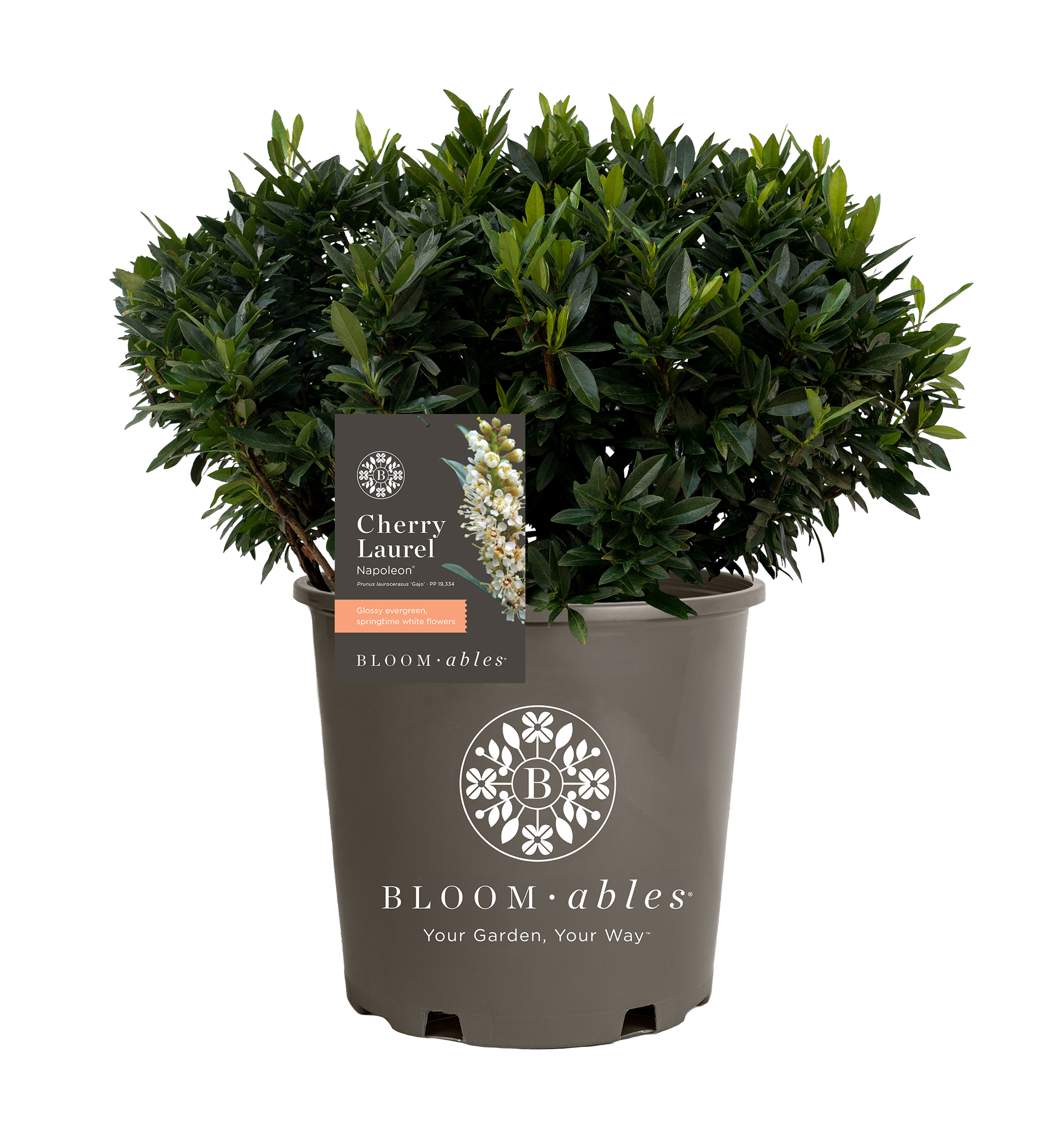 Napoleon® Prunus - Image 2