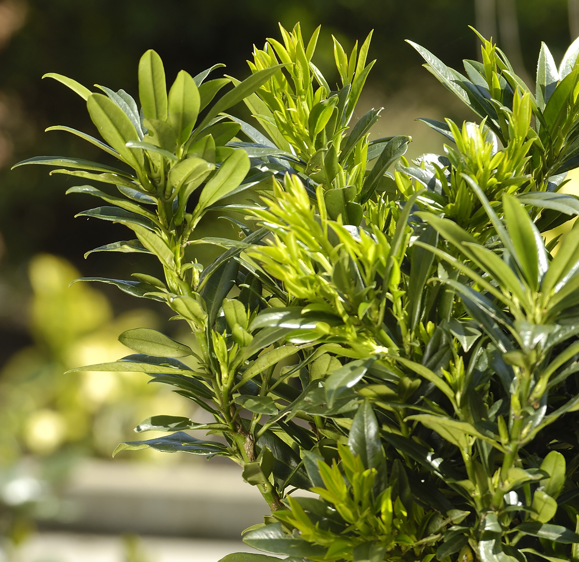 Napoleon® Prunus - Image 4