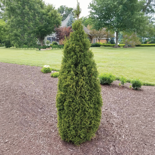 Emerald Squeeze™ Thuja