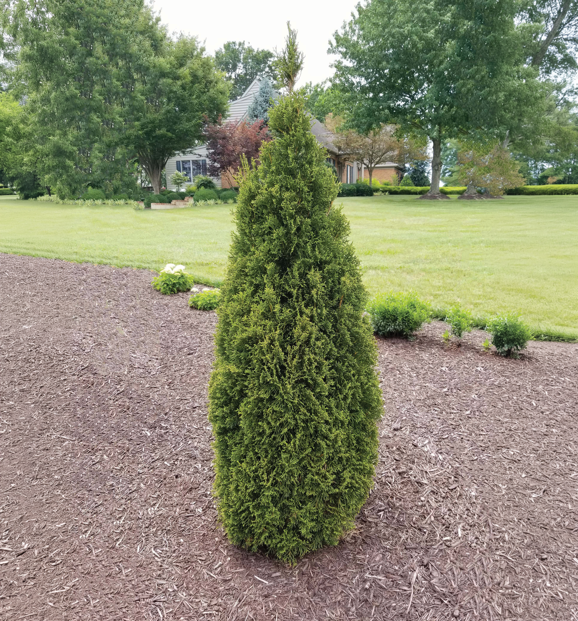 Emerald Squeeze™ Thuja