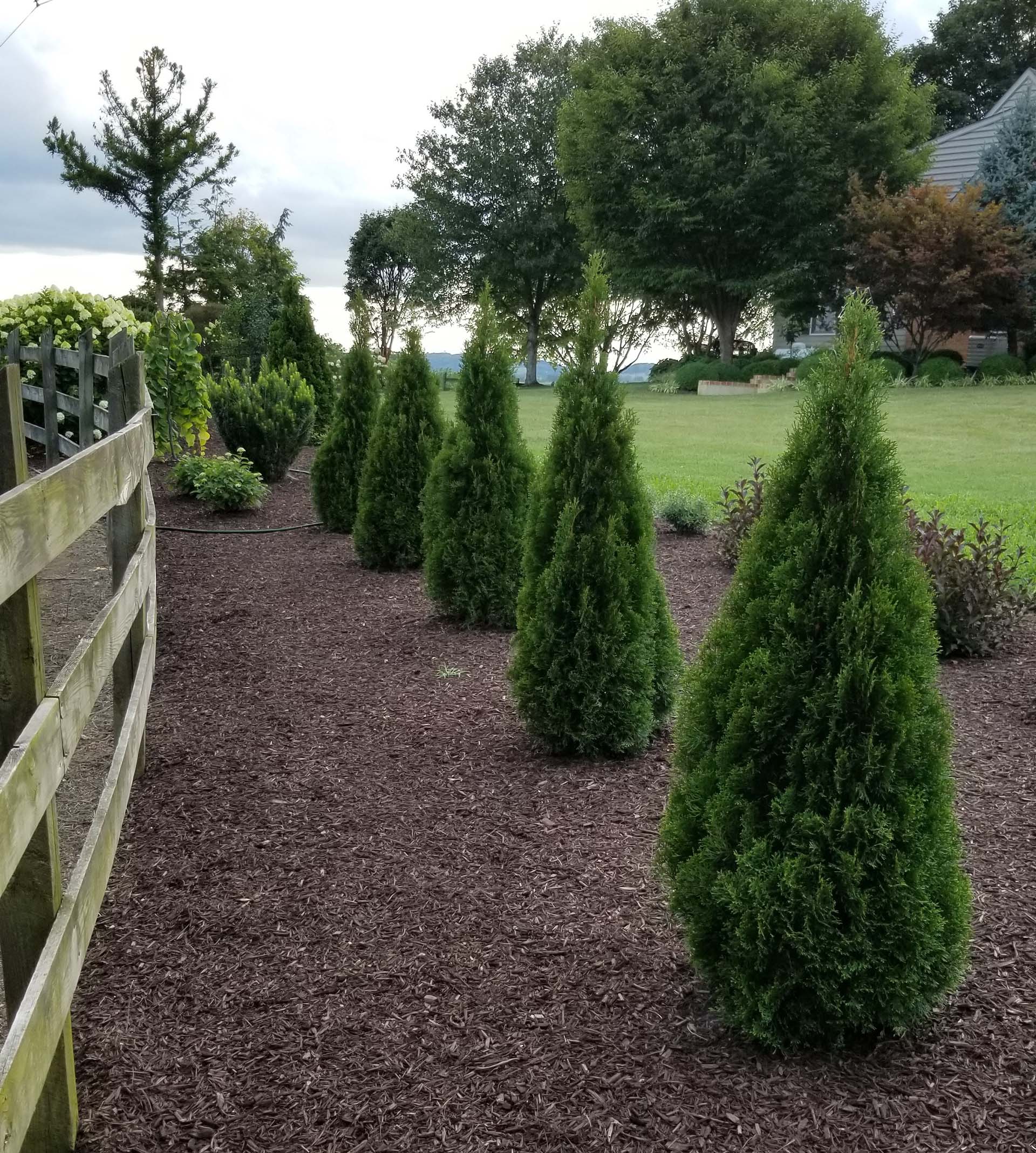 Emerald Squeeze™ Thuja - Image 4