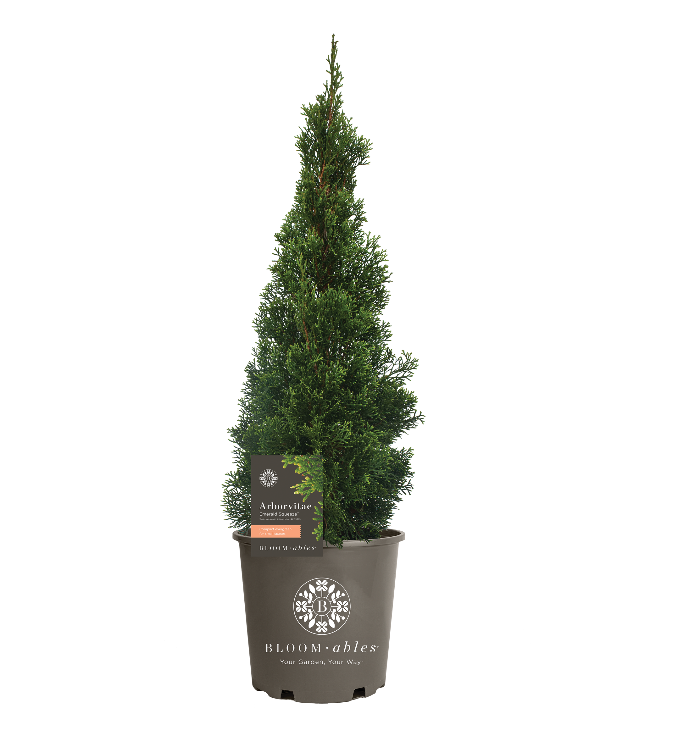 Emerald Squeeze™ Thuja - Image 2