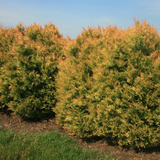 Fire Chief™ Thuja