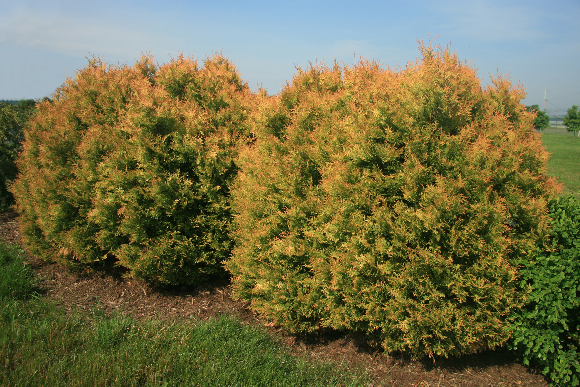 Fire Chief™ Thuja